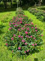 Bushy Pokomoke crape myrtle with dark rose pink flowers in garden.