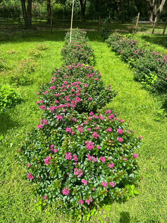 Pokomoke Crape Myrtle with dark rose pink flowers in a garden setting.