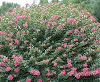 Bushy Pokomoke Crape Myrtle with dark rose pink flowers in full bloom.