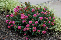 Miniature Pokomoke crape myrtle with vibrant dark rose pink flowers and compact bushy growth.