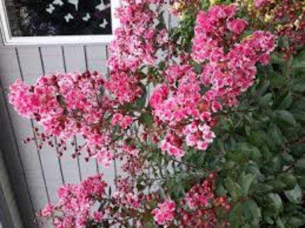 Prairie Lace Crape Myrtle: Red & White Picotee Beauty🌱Very RARE