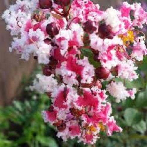 Prairie Lace Crape Myrtle: Red & White Picotee Beauty🌱Very RARE