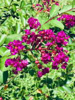 Purple Velvet Crape Myrtle with dark purple flowers and fuchsia undertones in a lush garden setting.