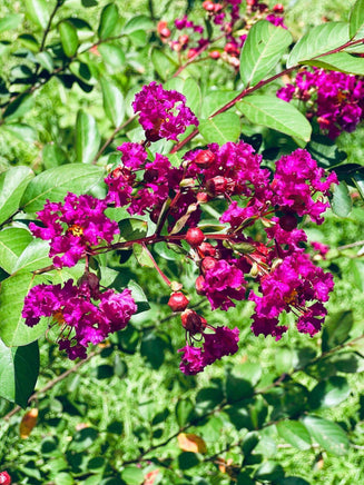 Purple Velvet Crape Myrtle with dark purple flowers and fuchsia undertones in a lush garden setting.