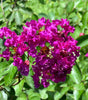 {"width" => 350, "height" => 350, "loading" => "lazy", "sizes" => "(min-width: 990px) 350px, 50vw", "widths" => "350,700", "alt" => "Purple Velvet Crape Myrtle with vibrant dark purple flowers and fuchsia undertones."}