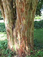 Majestic crape myrtle tree with exfoliating bark and lush foliage.