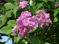 Pink and purple flowers of the Queens Crape Myrtle with lush green leaves.