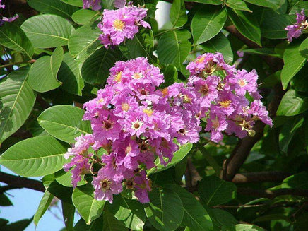 Pink and purple flowers of the Queens Crape Myrtle with lush green leaves.