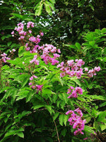 Crape Myrtle Pride of India with vibrant pink flowers and lush green foliage