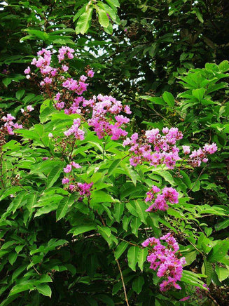 Crape Myrtle Pride of India with vibrant pink flowers and lush green foliage