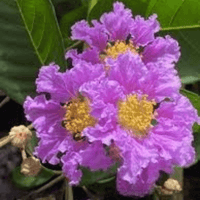Purple and yellow flowers of Queens Crape Myrtle (Lagerstroemia Speciosa), a rare tropical tree.