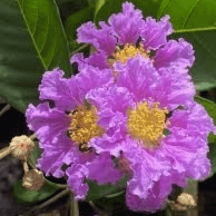 Purple and yellow flowers of Queens Crape Myrtle (Lagerstroemia Speciosa), a rare tropical tree.