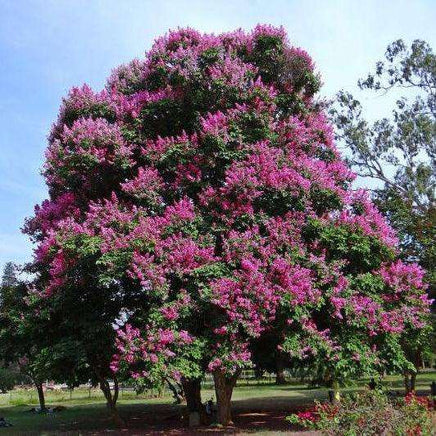 Queens Crape Myrtle tree with vibrant pink blooms and dense green foliage.