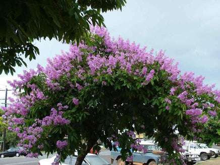 Queens Crape Myrtle, Pride of India with pink and purple blooms.