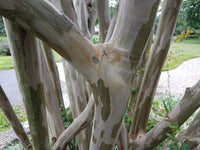 Exfoliating bark of Sarahs Favorite Crape Myrtle tree with shades of gray, white, and beige.