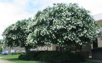 Sarahs Favorite Crape Myrtle with huge elegant, crisp white blooms.