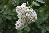 Huge elegant, crisp white blooms on Sarahs Favorite Crape Myrtle against dark green foliage.