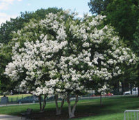 Sarahs Favorite Crape Myrtle tree with huge elegant, crisp white blooms.