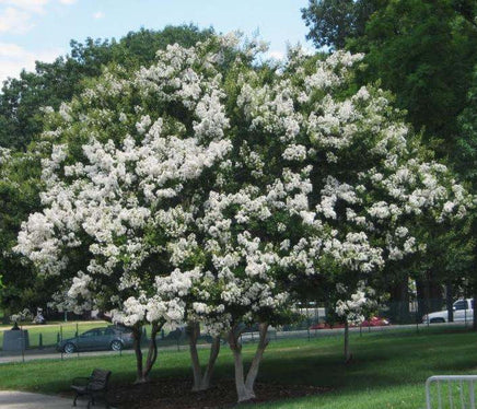 Sarahs Favorite Crape Myrtle tree with huge elegant, crisp white blooms.
