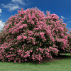 {"width" => 350, "height" => 350, "loading" => "lazy", "sizes" => "(min-width: 990px) 350px, 50vw", "widths" => "350,700", "alt" => "Seminole Crape Myrtle with vibrant pink blooms and dense foliage in a garden setting."}