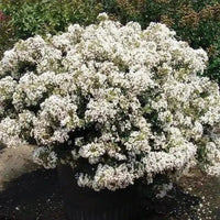 Snowy Bijou Micro Mini™ Crape Myrtle with lush snow-white blooms in a garden setting.