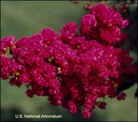 Tonto Crape Myrtle with dark watermelon red blooms.