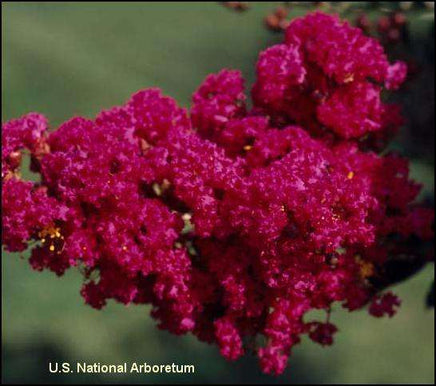 Tonto Crape Myrtle with dark watermelon red blooms.