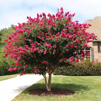 Tonto Crape Myrtle with vibrant dark watermelon red flowers and green foliage in a landscape setting.