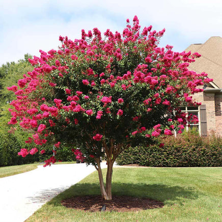 Tonto Crape Myrtle with vibrant dark watermelon red flowers and green foliage in a landscape setting.