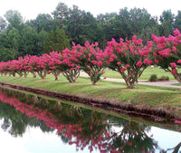 Tonto Crape Myrtle trees with dark watermelon red flowers lining a pathway by a pond, showcasing vibrant blooms and lush foliage.
