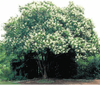 {"width" => 350, "height" => 350, "loading" => "lazy", "sizes" => "(min-width: 990px) 350px, 50vw", "widths" => "350,700", "alt" => "Townhouse Crape Myrtle tree with lush white blooms and dark green foliage."}