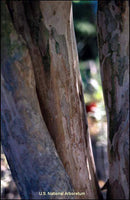 Tuscarora Crape Myrtle with exfoliating bark in brown, tan, and beige shades.