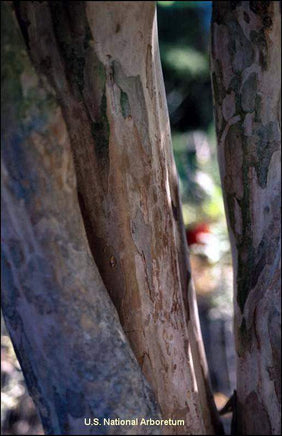 Tuscarora Crape Myrtle with exfoliating bark in brown, tan, and beige shades.