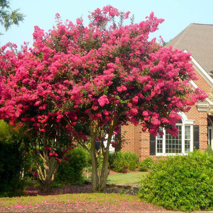 Tuscarora Crape Myrtle with vibrant watermelon red blooms in garden setting.