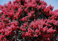 Tuscarora Crape Myrtle with vibrant watermelon red blooms in full display.