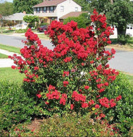 Victor Crape Myrtle with bright maraschino cherry red blooms in a landscape setting.