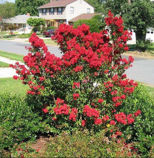 花 maru.2725 hibiscus_blackberry_merlot_pp3