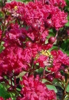 Victor Crape Myrtle showcasing maraschino cherry red blooms against light green leaves.