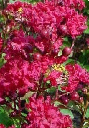 Victor Crape Myrtle showcasing maraschino cherry red blooms against light green leaves.