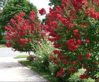 Victor Crape Myrtle with maraschino cherry red blooms in landscape setting.