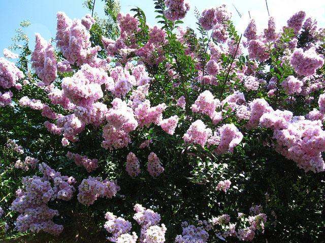 lavender crape myrtle tree Yuma Crape Myrtle: Elegant Lavender-Blue Blooms on a Medium Shade Tree|  Southern Charm Crape Myrtles, LLC