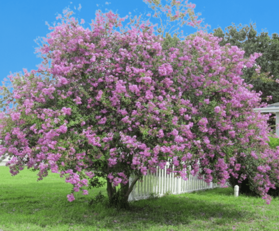 early bird lavender crape myrtle tree Zuni Crape Myrtle: Vibrant Lavender Flowers, Upright & Low Maintenance| Southern Charm Crape Myrtles, LLC