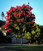 Arapahoe Crape Myrtle displaying bright wine-red flowers with subtle purple tones.