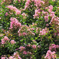 Blush Bijou Micro Mini™ Crape Myrtle adorned with delicate blush pink flowers, ideal for gardens with limited space.