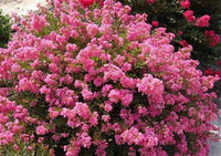 Blush Bijou Micro Mini™ Crape Myrtle with delicate blush pink flowers in full bloom.