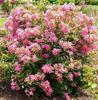 Blush Bijou™ Crape Myrtle with blush pink flowers in garden.