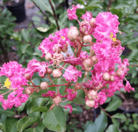 Blush Bijou Micro Mini™ Crape Myrtle adorned with delicate pink flowers in full bloom.