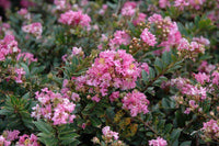 Blush Bijou Micro Mini™ Crape Myrtle with delicate blush pink flowers and green foliage.