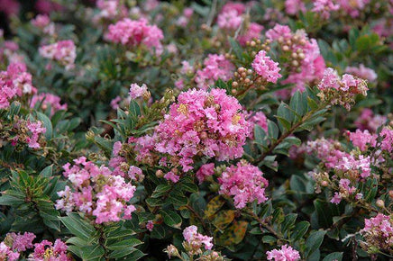 Blush Bijou Micro Mini™ Crape Myrtle with delicate blush pink flowers and green foliage.
