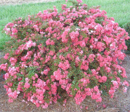 Blush Bijou Micro MIni™ Crape Myrtle with vibrant blush pink flowers in a lush, compact shrub.
